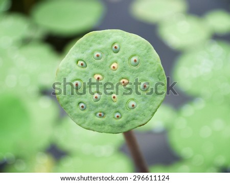 Lotus seed, lotus leaf and flower