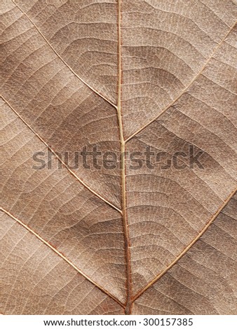 Dry brown leaf texture (teak leaf)