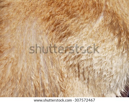 Macro Dog Hair