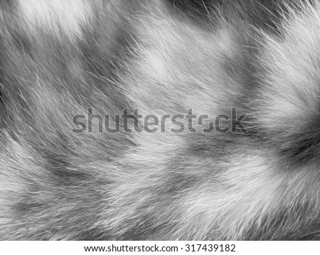 Cat fur texture