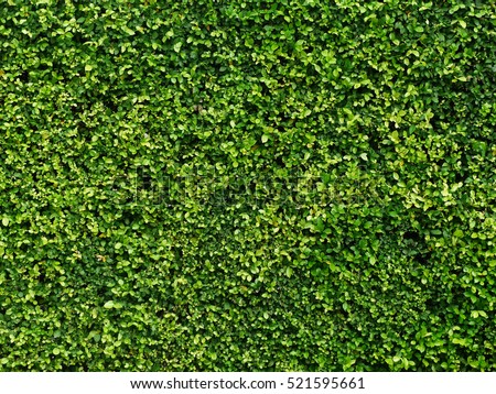 Ornamental shrubs ,Wall shrubs