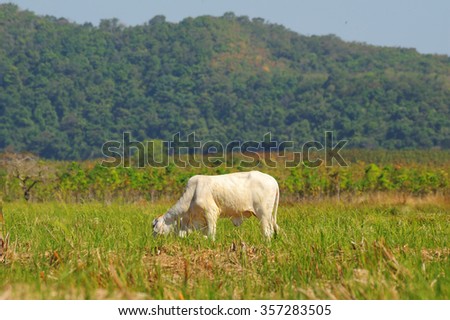 A cow eating grass in the field