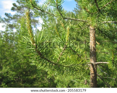 Background of Christmas tree branches. New Year and Christmas. Pine texture. Nature of the Kola Peninsula. Northern Wilderness. Idyllic landscape. Russian nature.