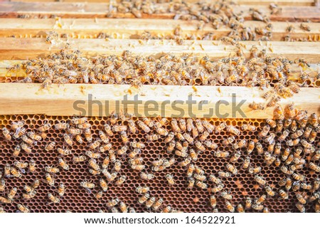 close up bee farm in box