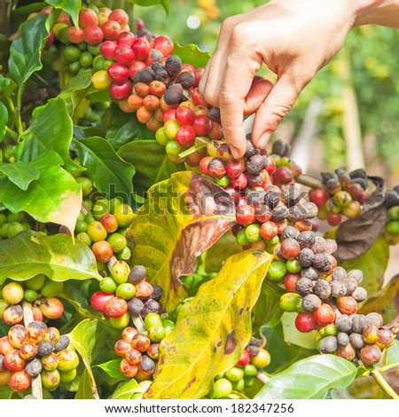 Hand pick up coffee seed from coffee  tree in organic farm