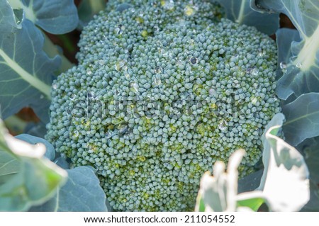 Fresh organic Broccoli growing on the vegetable bed.