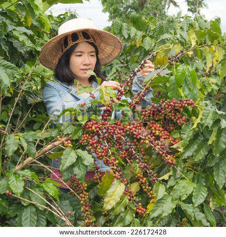 women picking coffee seed in the farmland