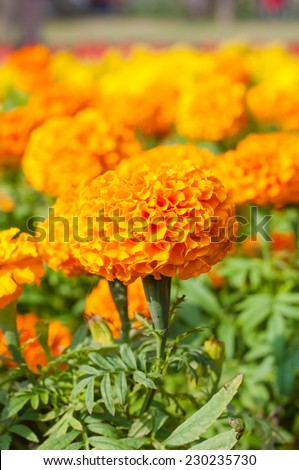 French marigold in summer/Orange marigold flowers