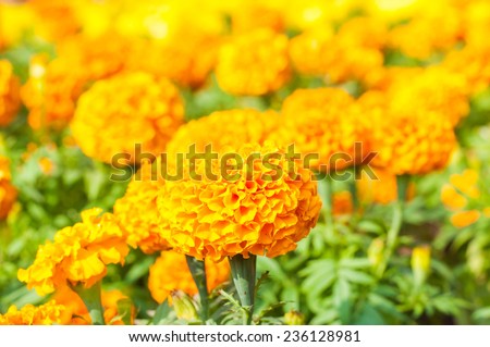 French marigold in summer/Orange marigold flowers