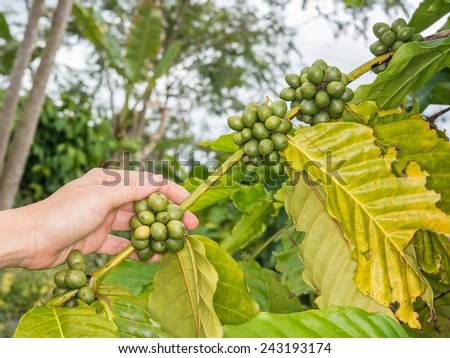 Hand pick up coffee seed from coffee tree in organic farm