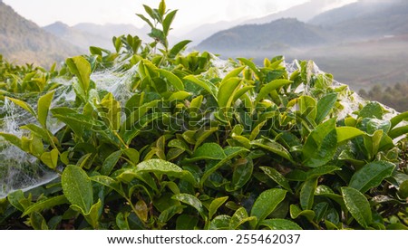 Tea leave in the field