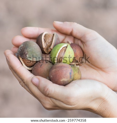 woman hand holding macadamia nut in natural