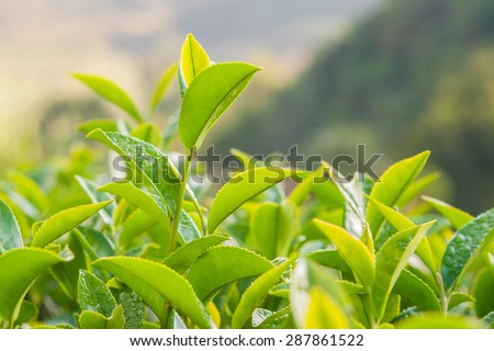 Tea leave in the field