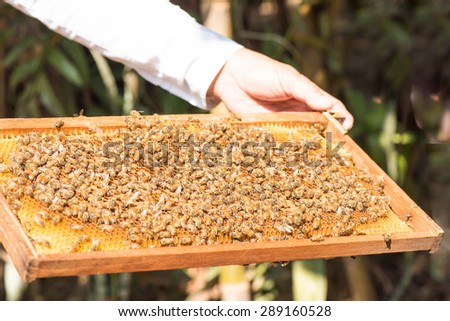 Demonstration about bee keeping for traveller