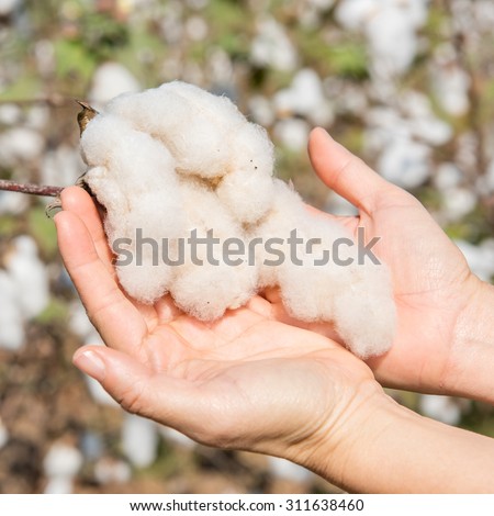 Hands picking cotton in organic field