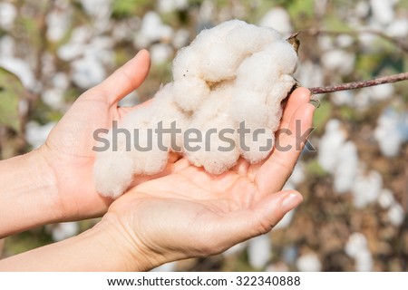 Hands picking cotton in organic field