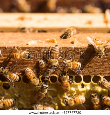 hardworking bees on honeycomb in apiary