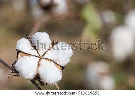 Close-up of Ripe cotton bolls on branch