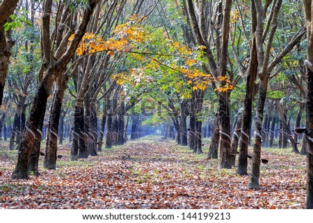 Yellow and green leaves in the rubber forest