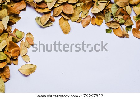 leaves on white  background