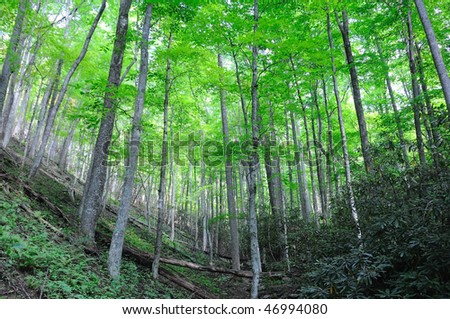 Dense Forest in Great Smoky Mountains National Park