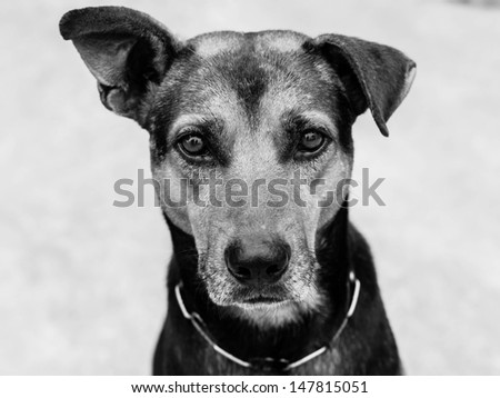 Dog , black and white