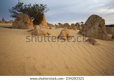 Animal footsteps in the sand, in the Pinnacles Desert at sunset