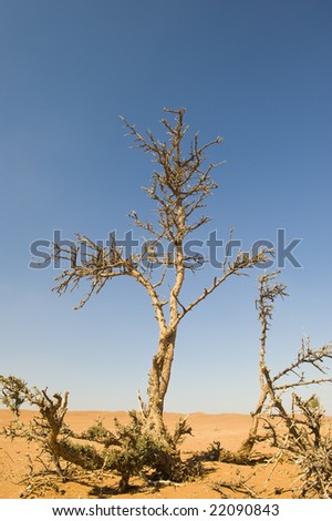 Thorn trees growing out of the desert sand in the Wahiba, Oman, casting shadow for animals or bedouin travelers.