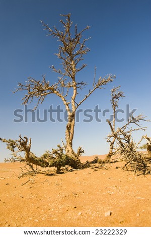 Thorn trees growing out of the desert sand in the Wahiba, Oman, casting shadow for animals or Bedouin travelers.