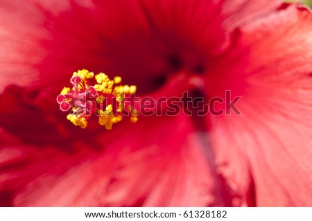 A close up macro shot of a fully open Hibiscus flower showing fine detail of this stunning flower.