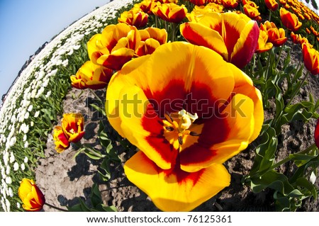 An extreme wide angle fisheye view to the inside of a tulip - artistic.