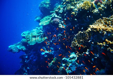 Coral reef and fish underwater for diving.