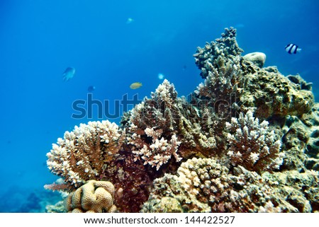 Group scuba diver  in  blue water.