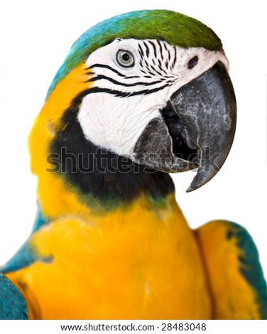 Portrait of tropical  wild parrot. Isolated.