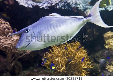 Coral fish with horn underwater. Animal.