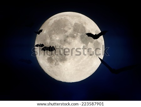 Flying bat and Halloween moon. Night outdoor.