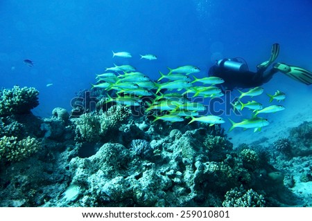 Scuba diver  in  blue water. Many coral fish.