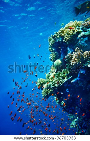 Group of coral fish in blue water. Diving.