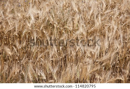 rural countryside wheat field late spring  france ready for harvest