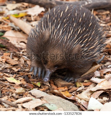 echidna anteater unique to Australia.belong to the family Tachyglossidae in the monotreme order of egg-laying mammals. Wikipedia