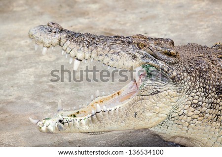 open mouthed crocodile portrait in profile