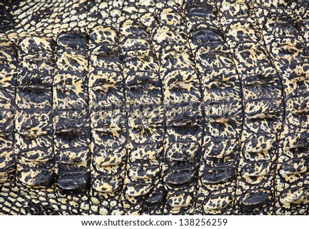 a saltwater  indopacific crocodile view from above giving a background of crocodile skin
