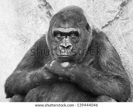 A portrait of a bored contemplating lowland gorilla in black and white