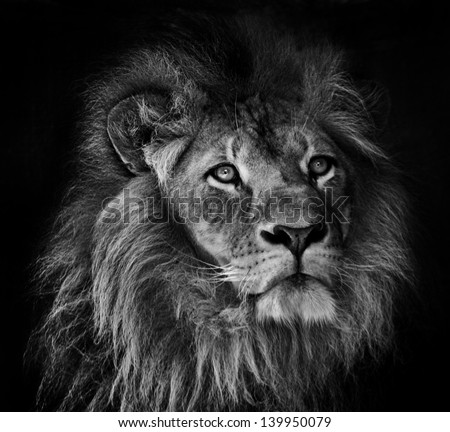 A Black And White Portrait Of Of A Male Lion With Mane On A Dark Background
