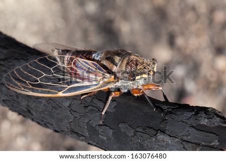 cicadas make a lot of noise and emerge from the ground after staying there up to seven years