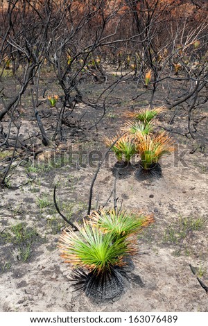 new life after bushfire Black Boys showing effect of fire and new life a fortnight after the fire