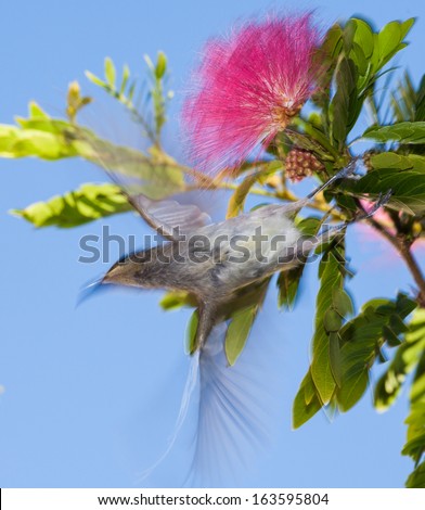Albizia julibrissin (Persian silk tree, pink silk tree) is a species of tree in the family Fabaceae, native to southwestern and eastern Asia also called mimosa in usa