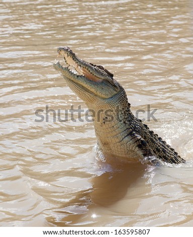 Crocodiles have learnt to jump for meat in Adelaide River Northern Territory