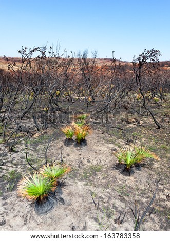 new life after bushfire Black Boys showing effect of fire and new life a fortnight after the fire
