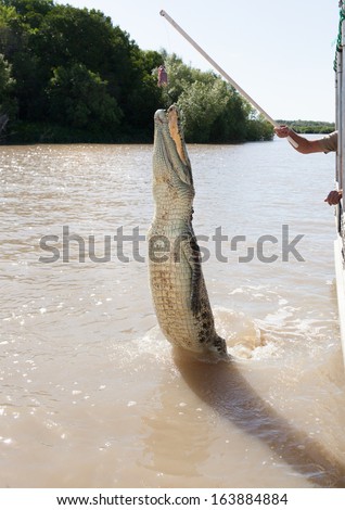 Crocodiles have learnt to jump for meat in Aidelaide River Northern Territory